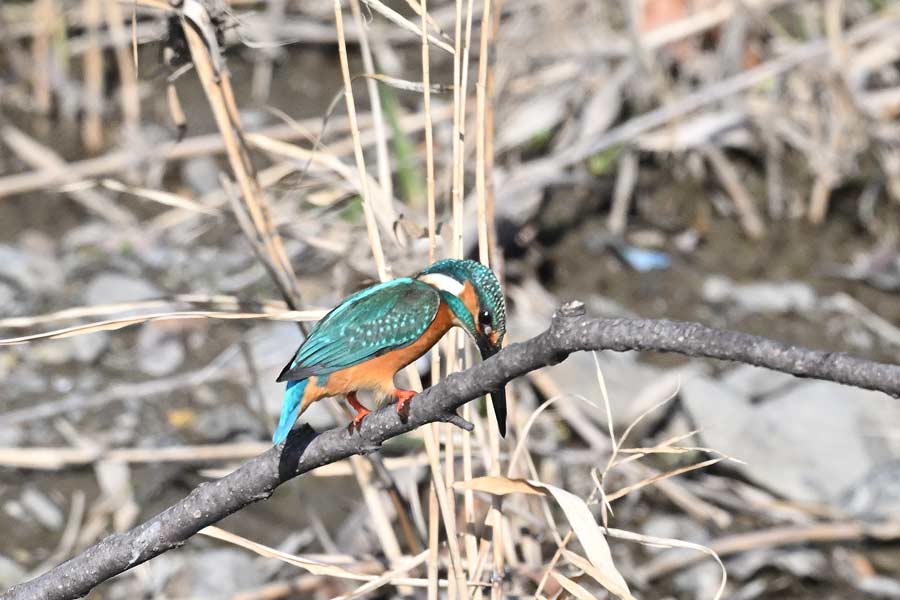 カワセミ Z8とZ663＋ZTC14の840㎜で撮る: 四季に遊ぶ 撮影日記Ⅲ