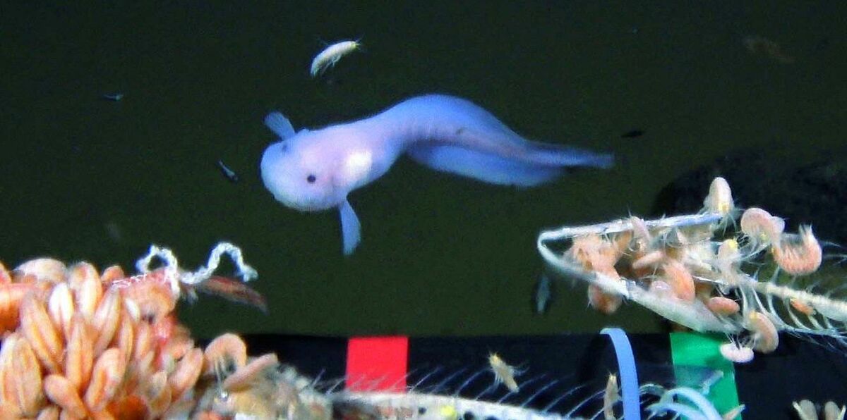 最深海の魚撮影／海洋機構 マリアナ海溝8178メートル／シンカイ