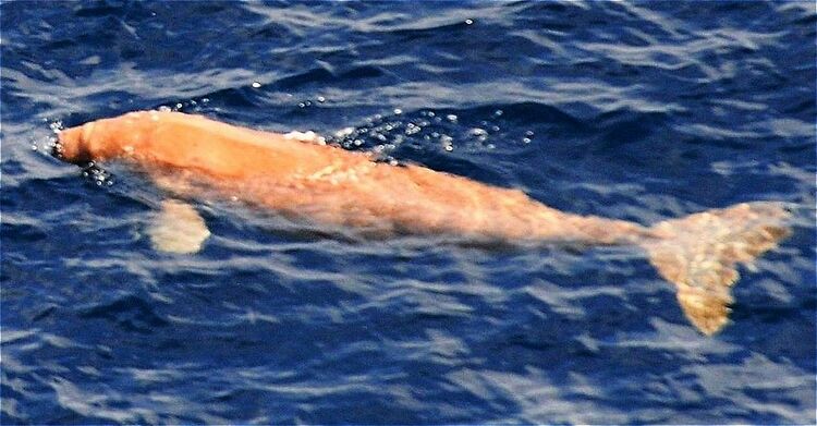 辺野古の基地建設が脅威に」沖縄のジュゴン絶滅寸前、国際自然保護連合