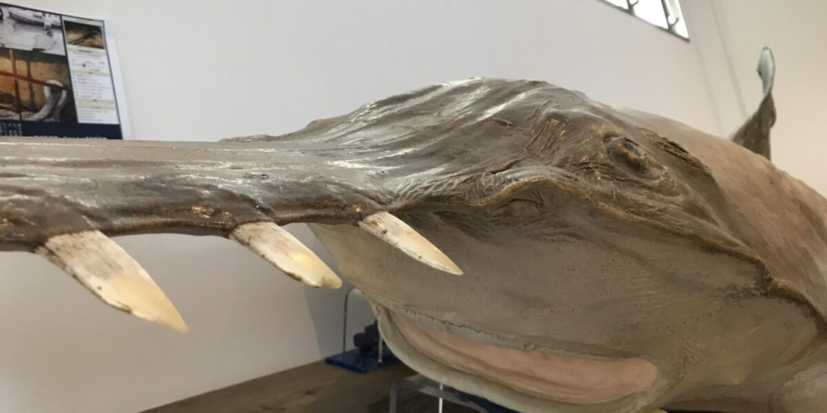 日本唯一（仮）のノコギリエイ標本 - 小枝研究室