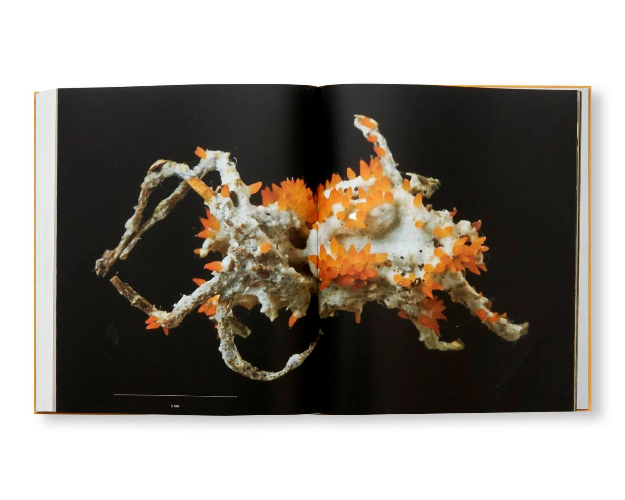 A DIM COZY ROOM：大竹茂夫 | OIL - 現代アート・絵画の販売・通販