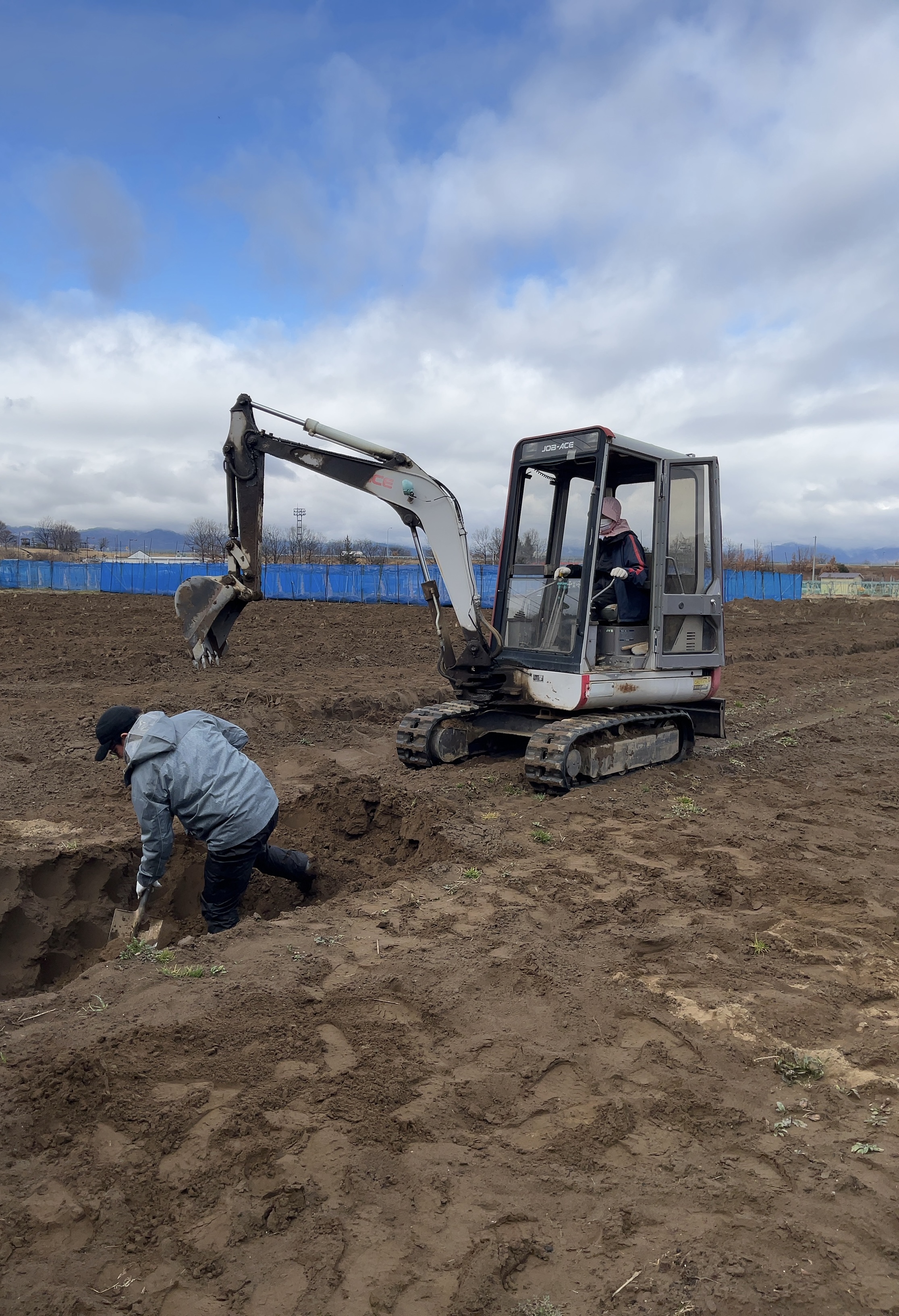 ロンパパ 種芋 10kg箱込み ロンパパ 種芋 10kg箱込み 2026年2月 種の