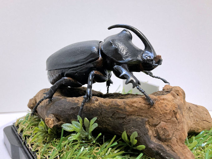 インペラトールホソアカクワガタ♂82mmレプリカ標本 | オオクワ京都昆虫館