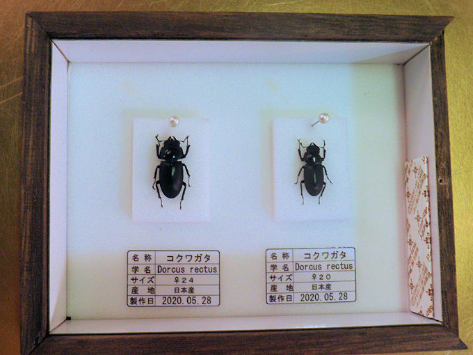 コクワガタ標本の製作依頼がありました。 | オオクワ京都昆虫館
