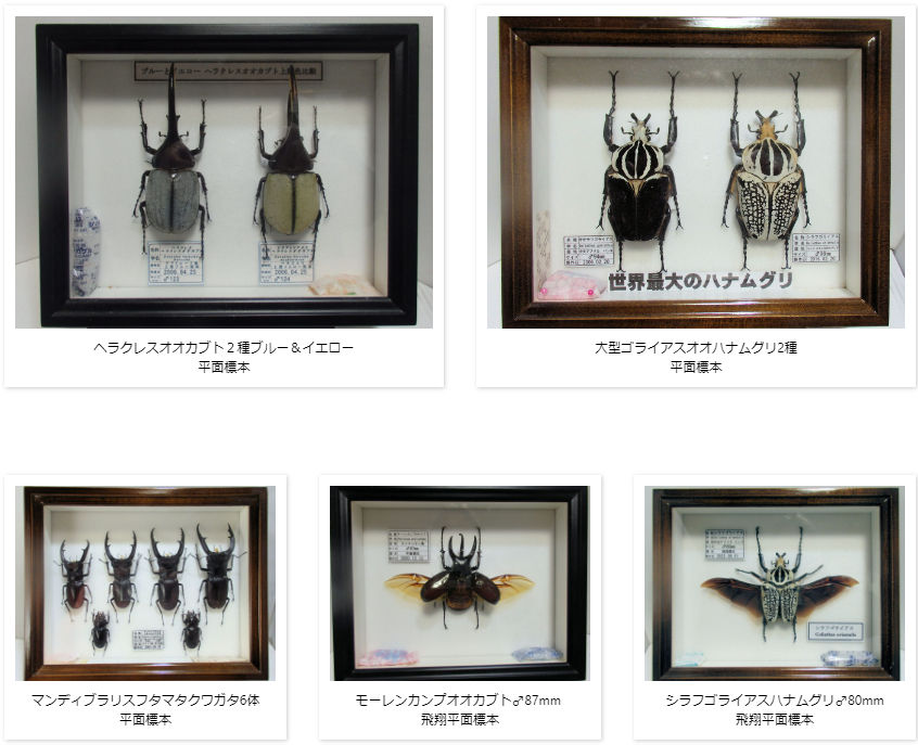 ドイツ標本箱（小）各種平面標本 5点セット（10） | オオクワ京都昆虫