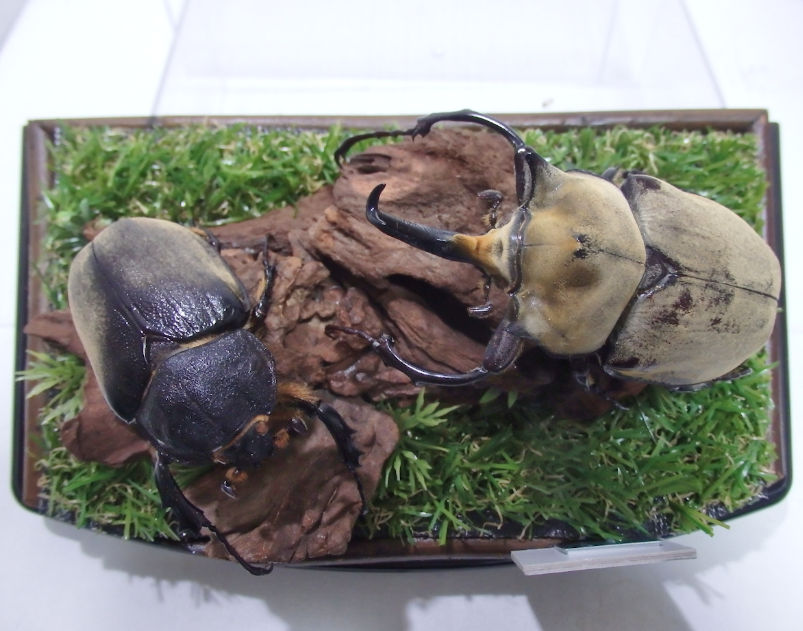 エレファスゾウカブト♂95mm,♀67mm ジオラマ標本 | オオクワ京都昆虫