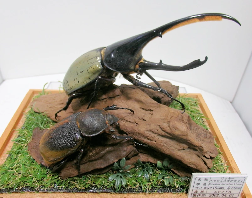 リッキーヘラクレスオオカブト♂153mm,♀64mm ジオラマ標本 | オオクワ