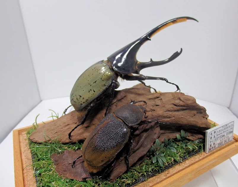 リッキーヘラクレスオオカブト♂153mm,♀64mm ジオラマ標本 | オオクワ