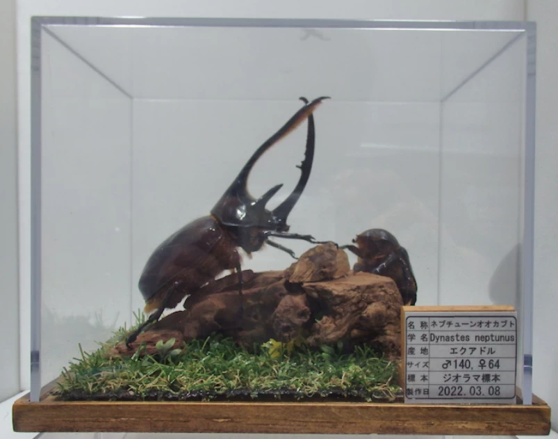 ネプチューンオオカブト♂140mm,♀64mm ジオラマ標本 | オオクワ京都