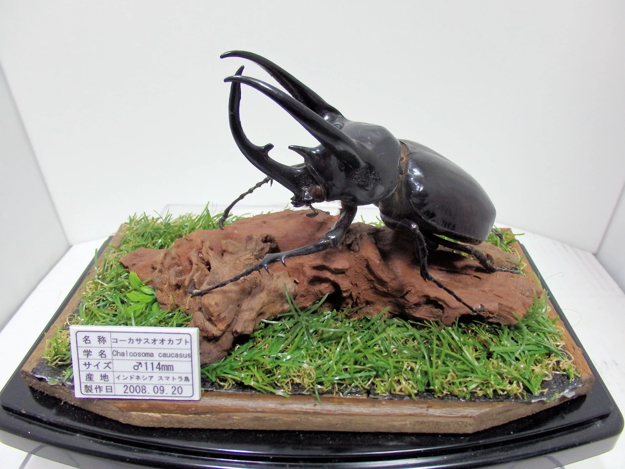 スマトラコーカサスオオカブト♂114mm ジオラマ標本 | オオクワ京都