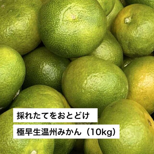 2026年09月発送】採れたてをおとどけ！極早生温州みかん（5kg