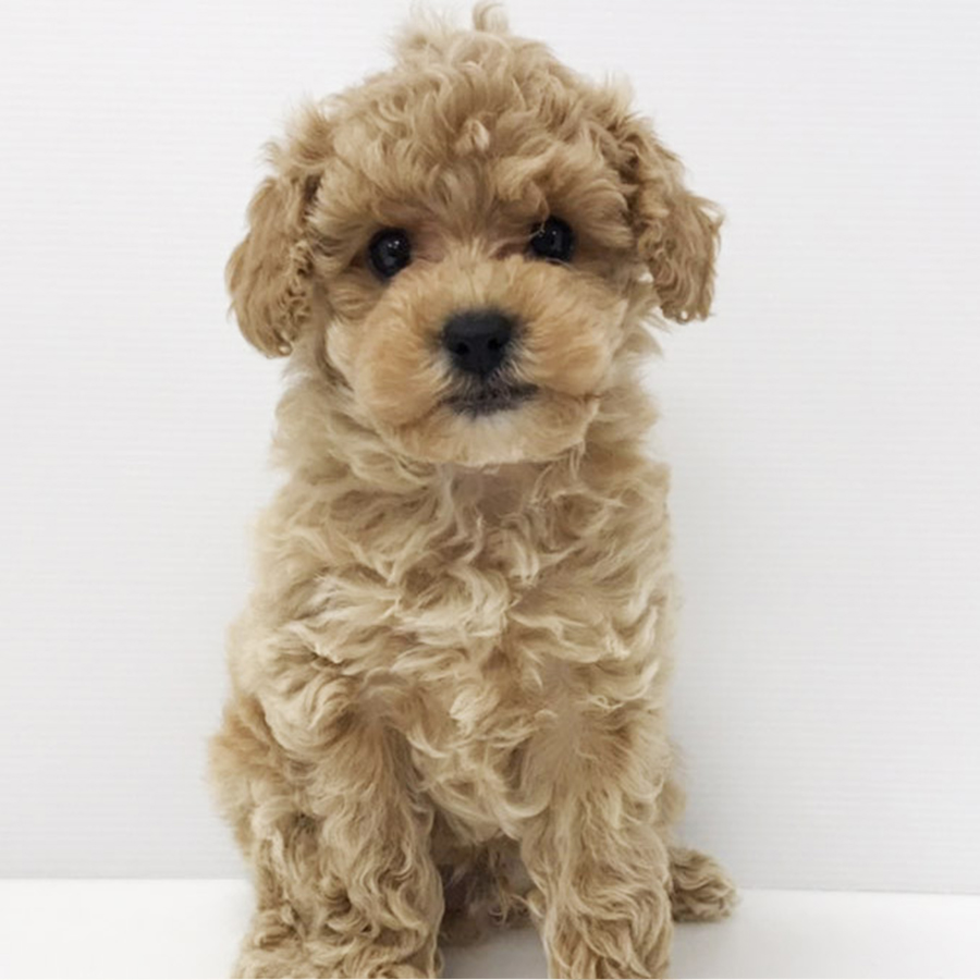 本日のおすすめ（トイ・プードル）ペッツワン富津店 – OneDo Group