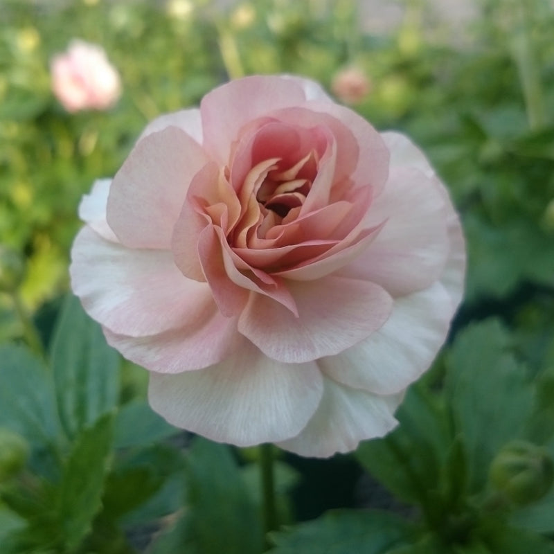 ラナンキュラスラックス