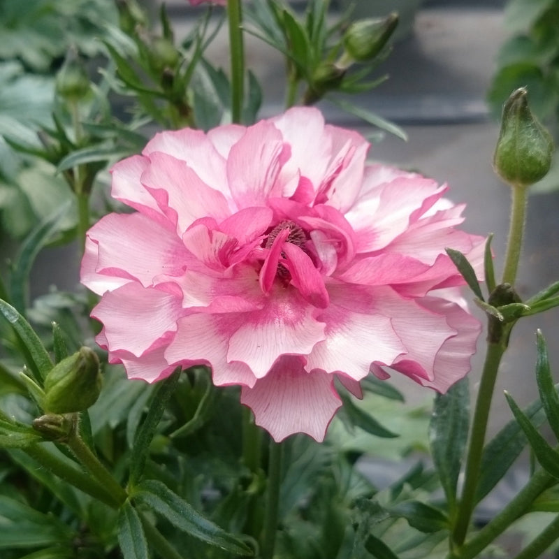 ラナンキュラスラックス