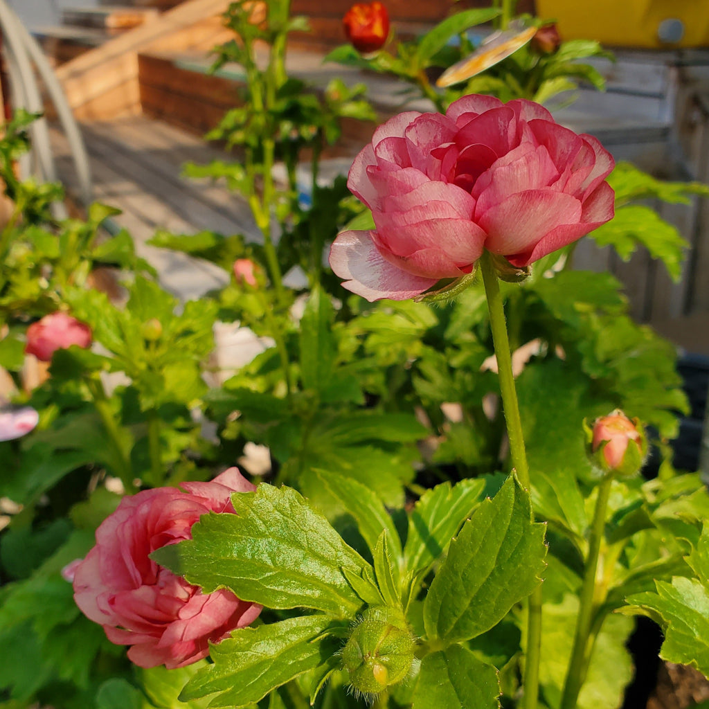 ラナンキュラスラックス 【ヘラ】 1月上旬より順次発送