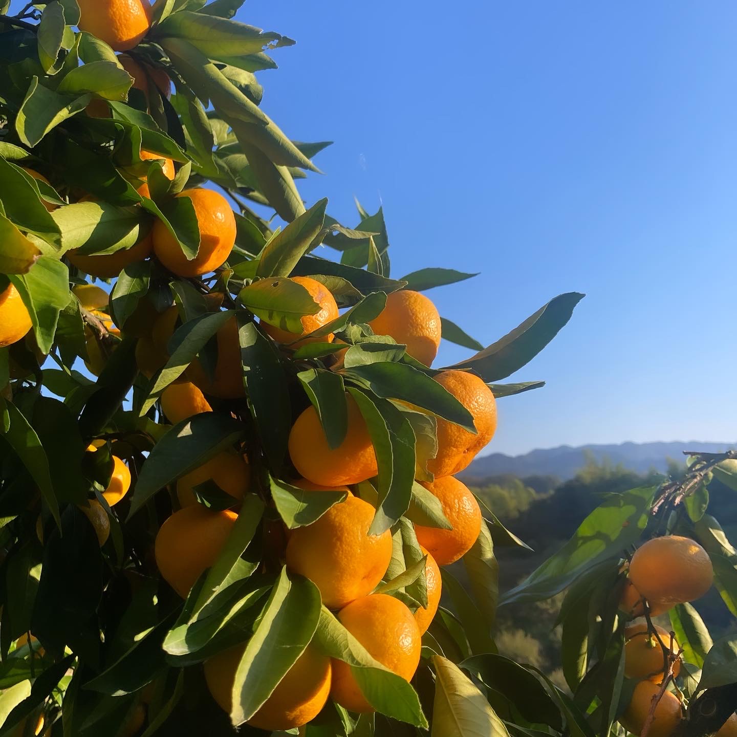 極早生みかん | 大阪産(もん)データベース