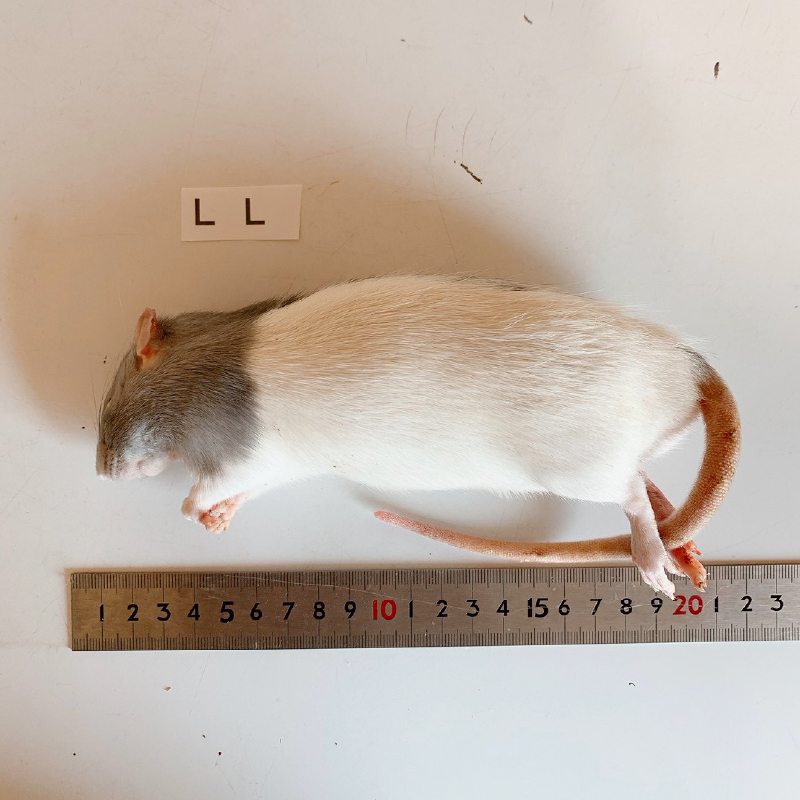 最短当日発送】冷凍ラット（アダルトLL）2匹パック(~260g)｜リトル