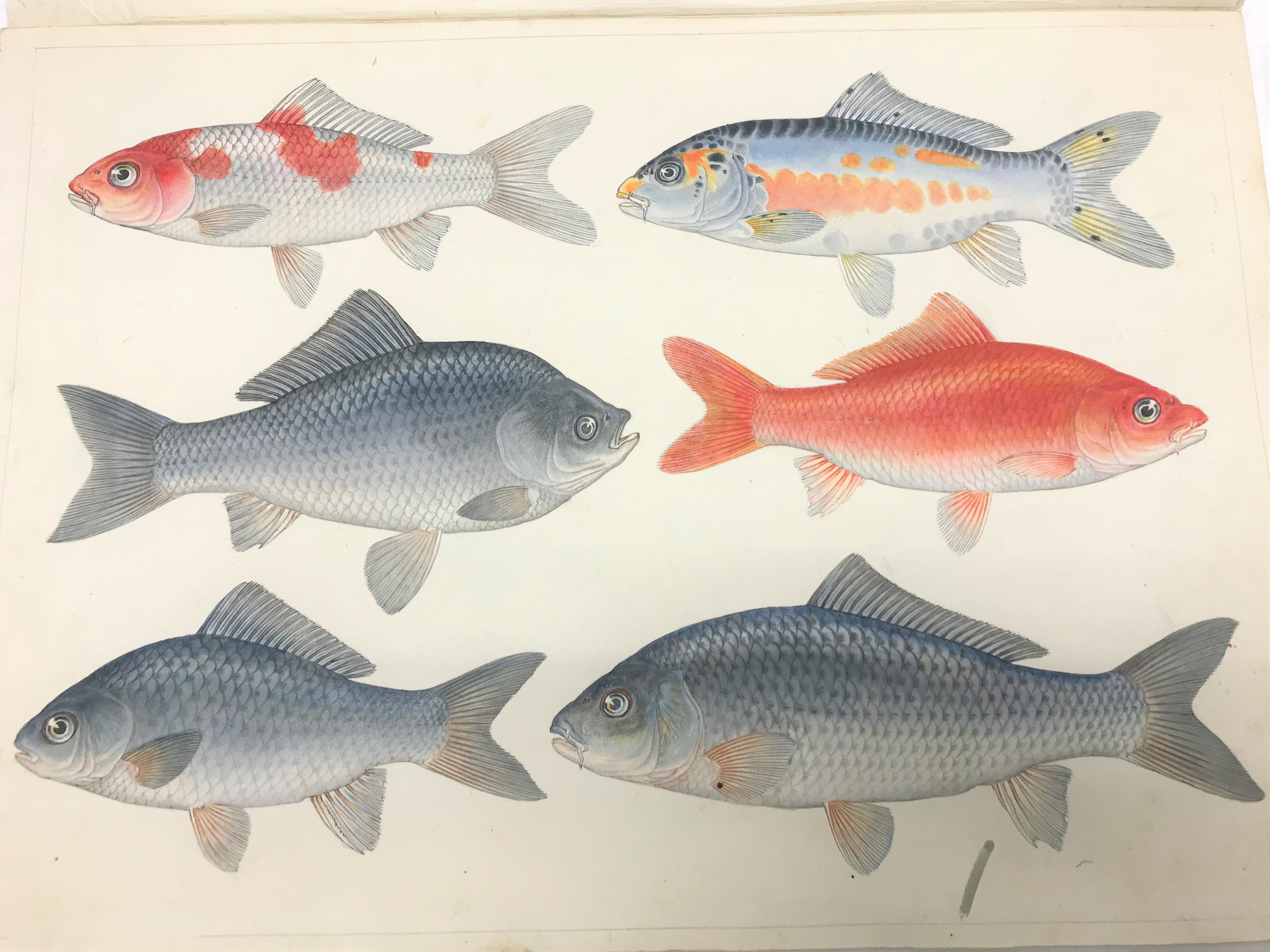 2022年9月6日「開運！なんでも鑑定団」で大日本水産会のお宝を鑑定