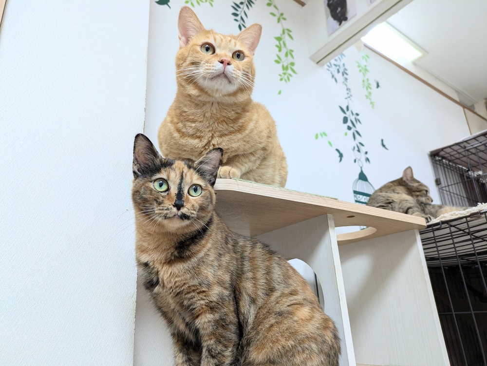 人形町】守っているのは猫だけじゃない！「保護猫カフェたまゆら」で