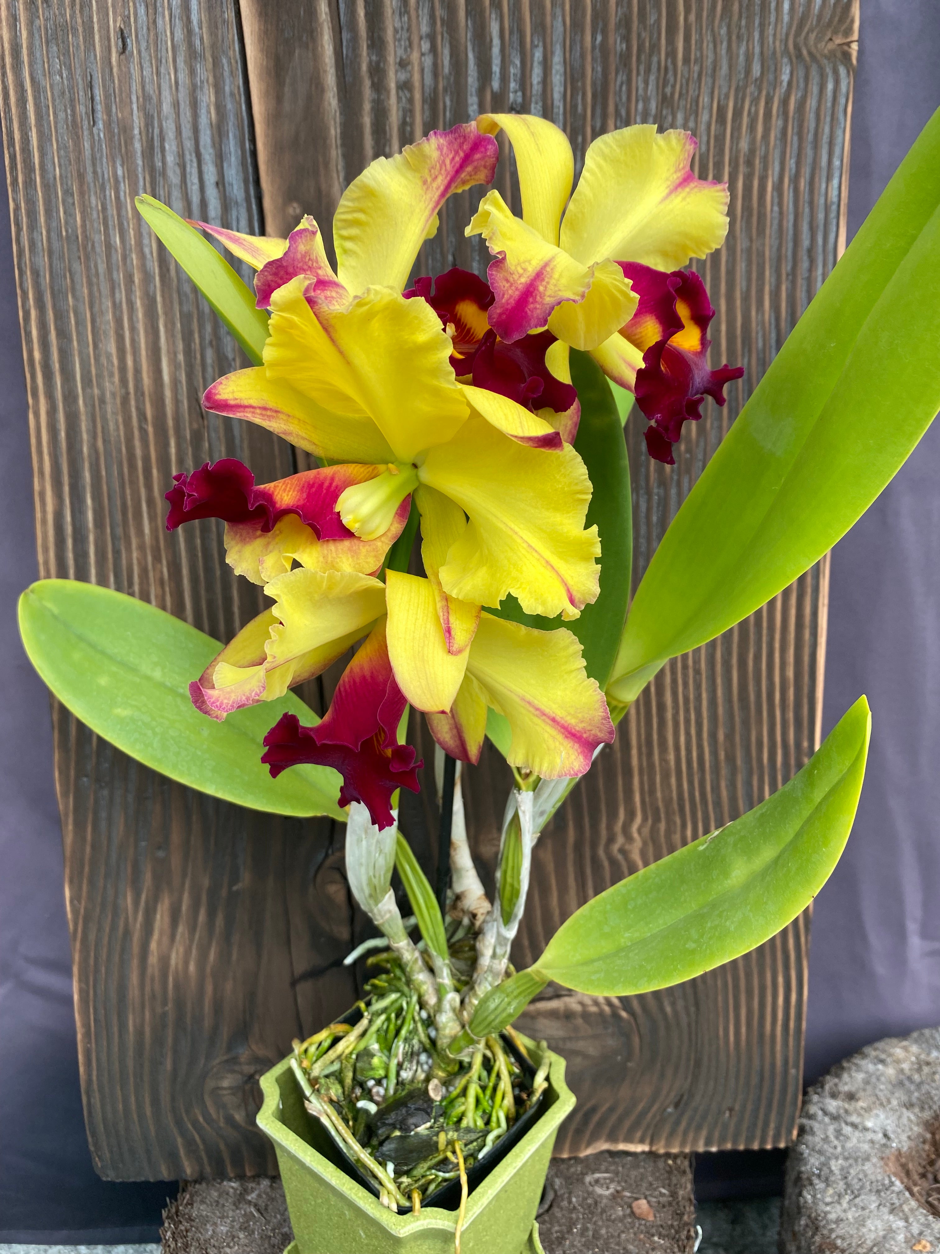 Blc. Dora Louise Capan 'Lea' -Blooming size – Kalapana Orchid Farm