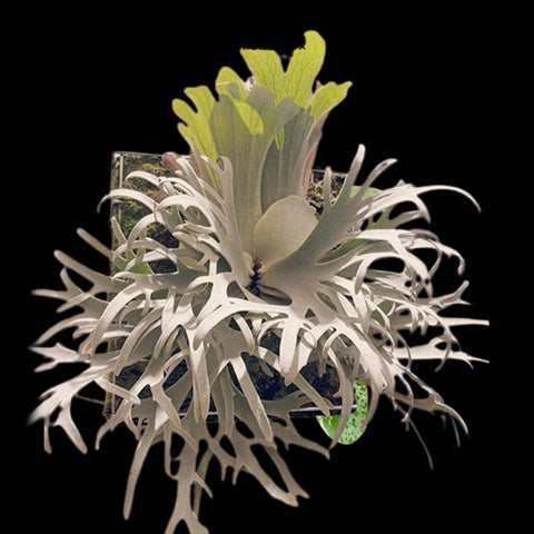 Bare-rooted]Platy. willinckii Jenny (TC) 珍妮鹿角蕨[Dec Preorder