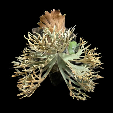 Bare-root]Platy. willinckii 'nano'侏儒爪哇nano [In Stock] – Orchidmart