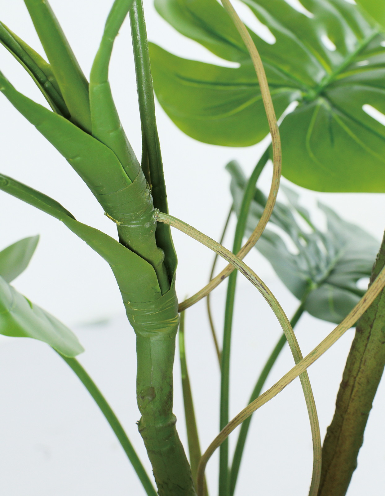 送料別途B】160cmﾓﾝｽﾃﾗ: インテリアグリーン（鉢物・樹木） ｜ YDM