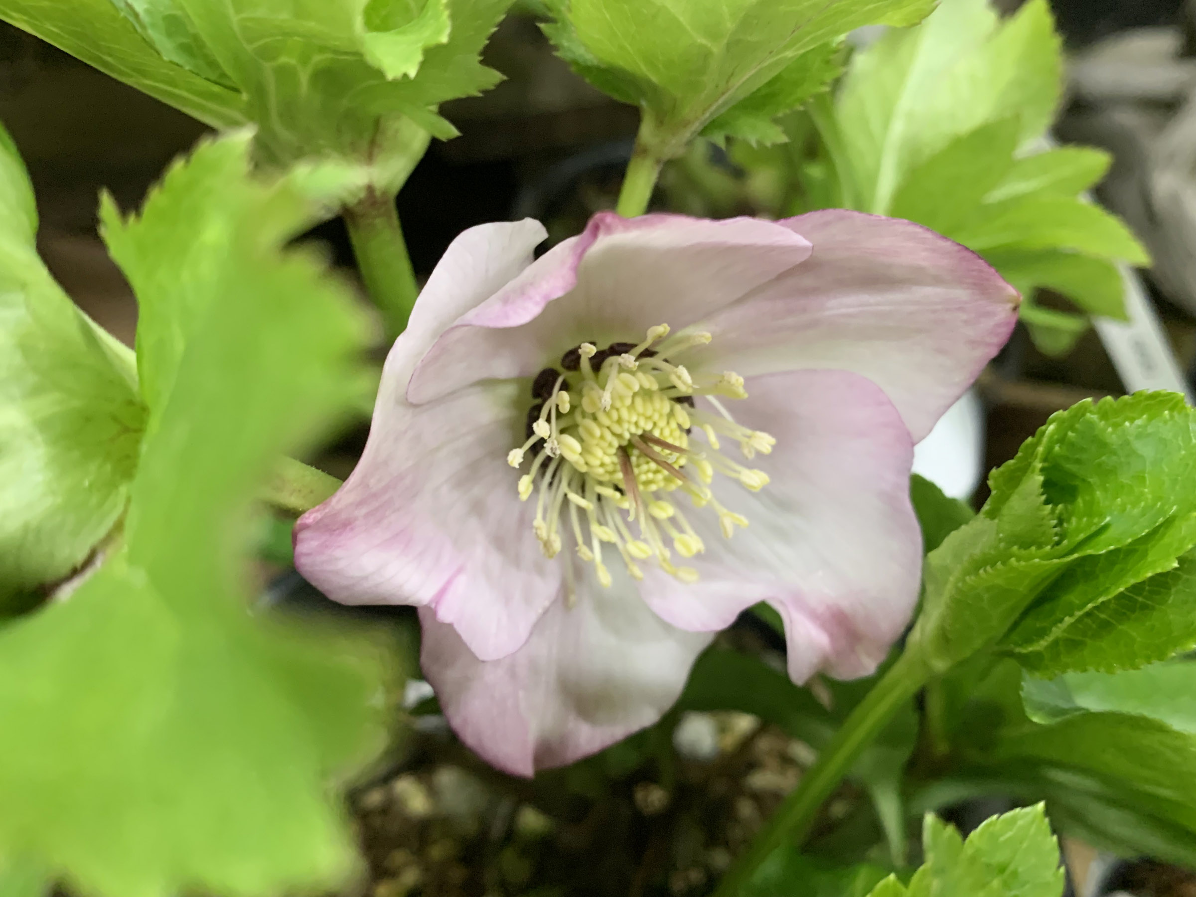 2618小輪系カップ咲ブルーグレーss 若泉ファームクリスマスローズ開花