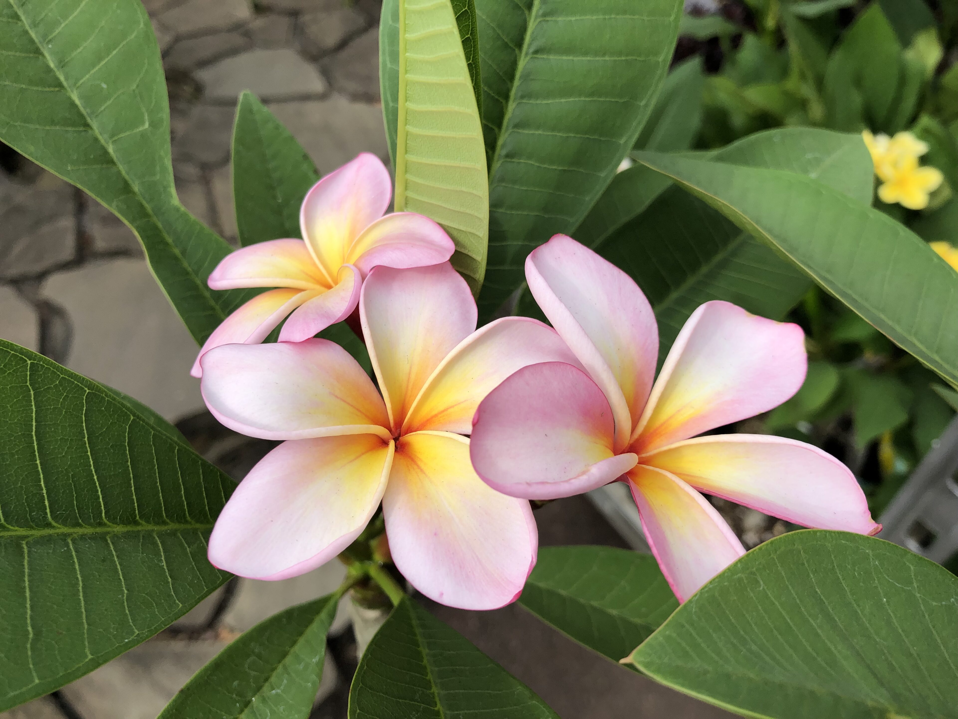 1F|プルメリア品種追加しました！ | オザキフラワーパーク | オザキ