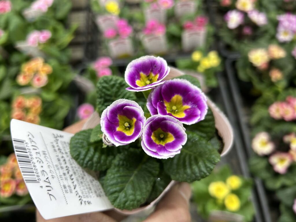 1F ラックスや早春のお花たちが入荷開始! | オザキフラワーパーク
