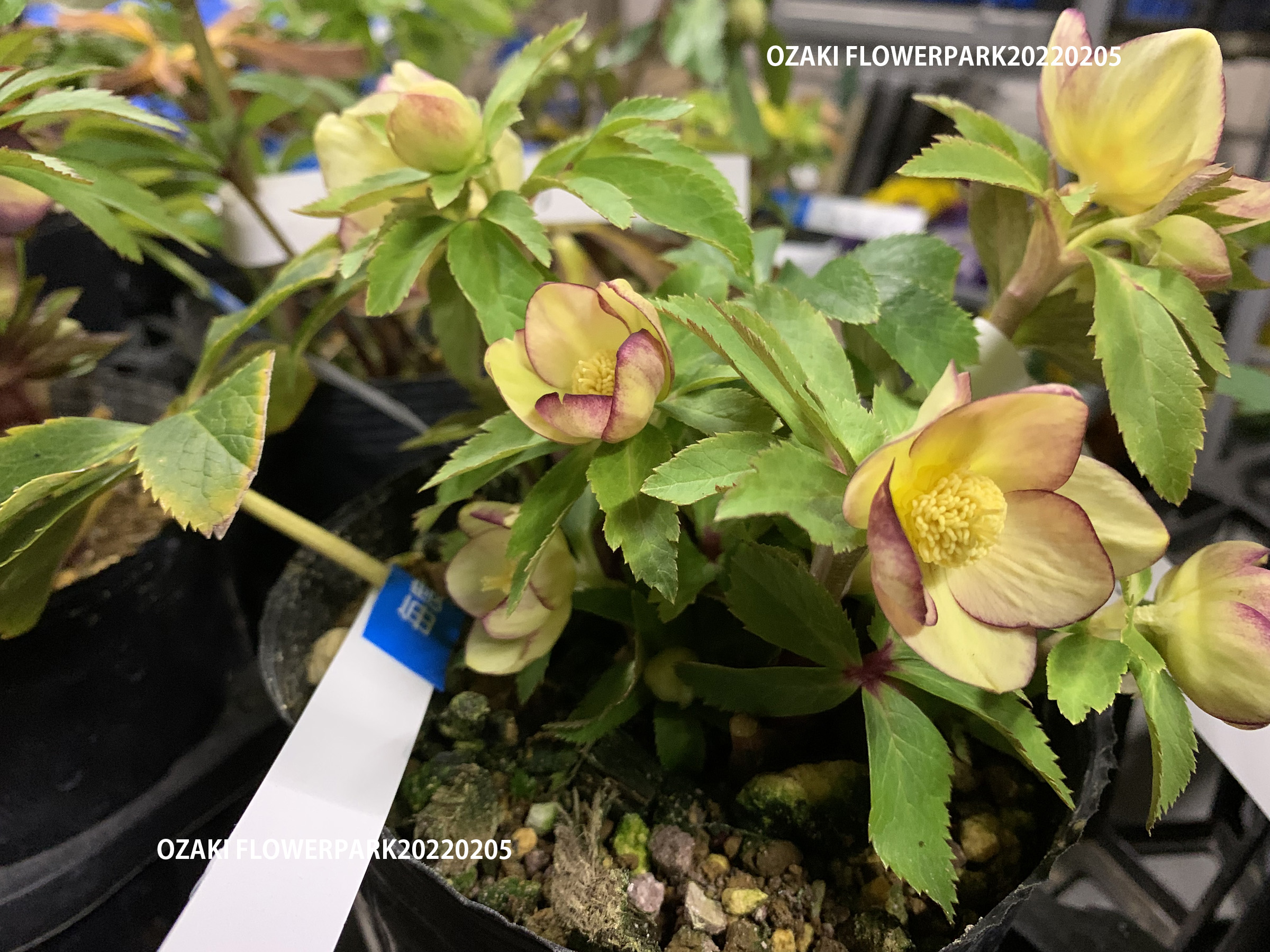 1F|クリスマスローズ入荷情報です！ | オザキフラワーパーク | オザキ