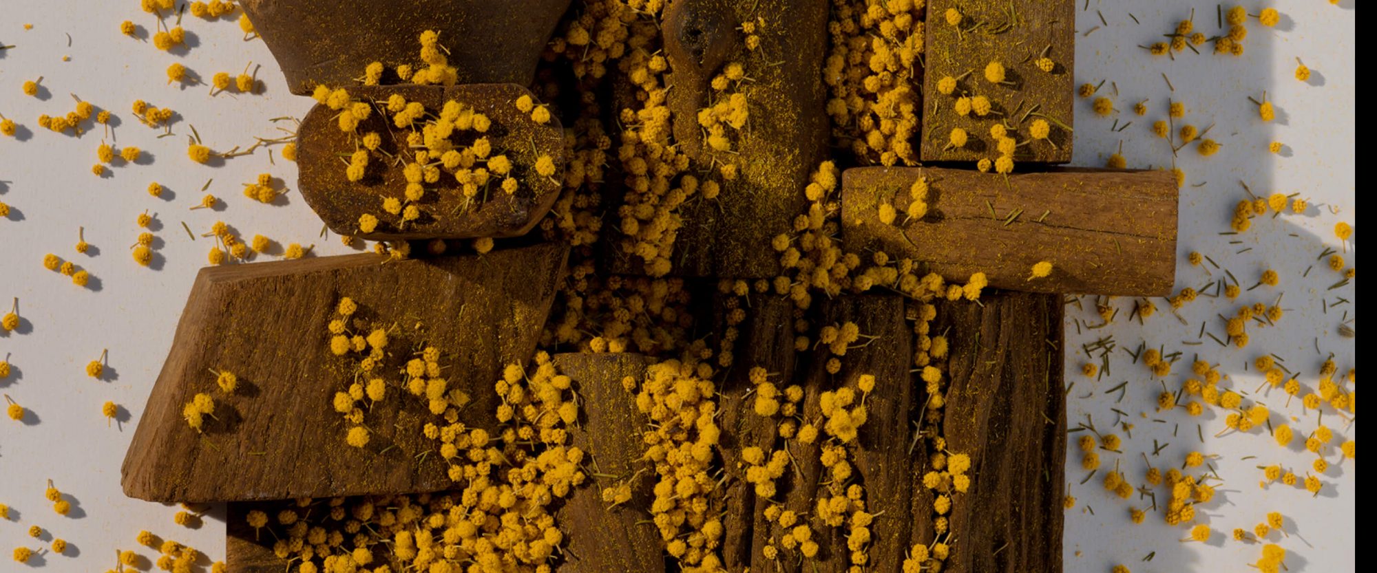 MEMORIA MIMOSA - PAÑPURI