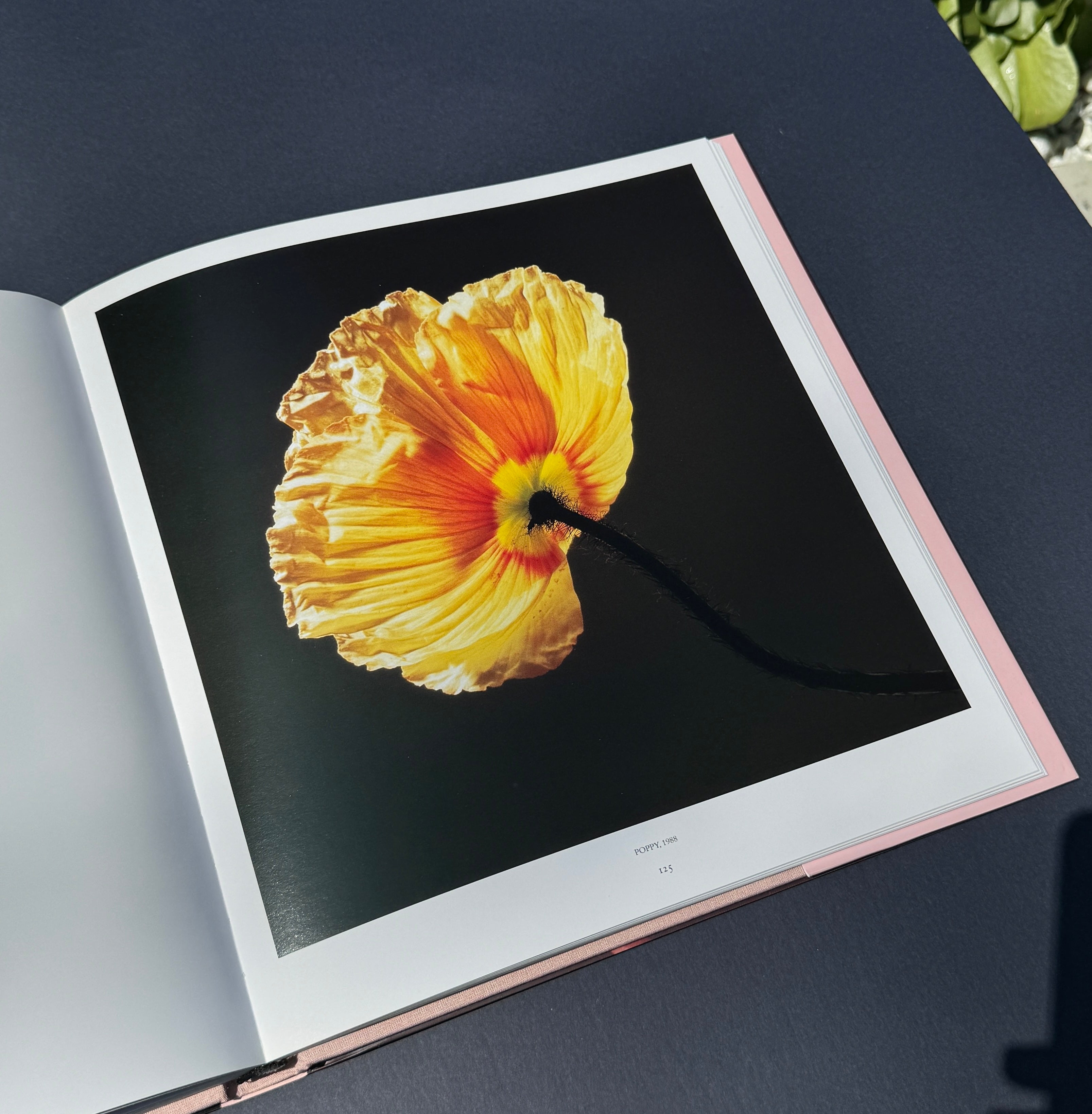 Robert Mapplethorpe - Pistils – Parallel Editions