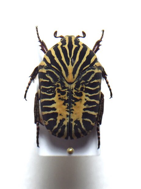 ホウシャアヤヒシムネハナムグリ Gymnetis stellata 体の中央から