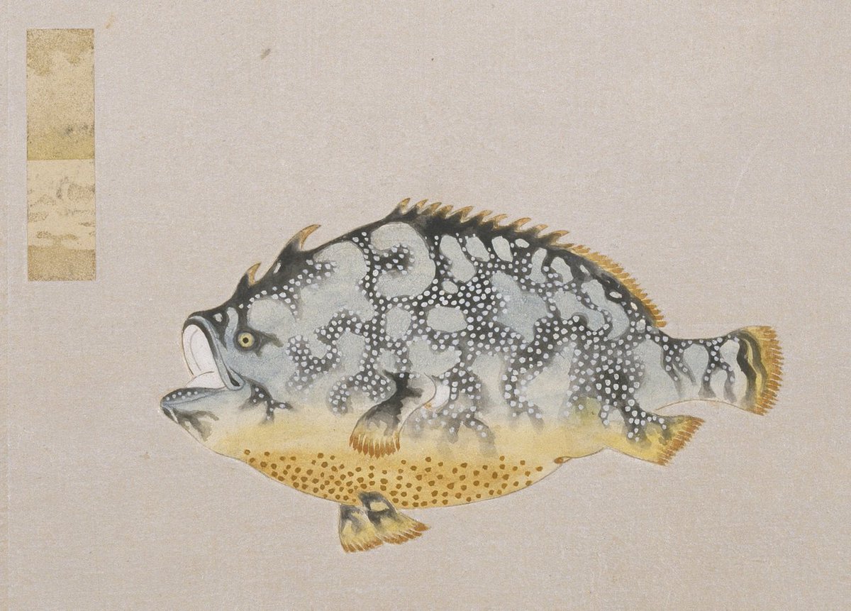 私の「推し」は、『衆鱗図』第一帖の「ガマヲコゼ」（ハナオコゼ）。今