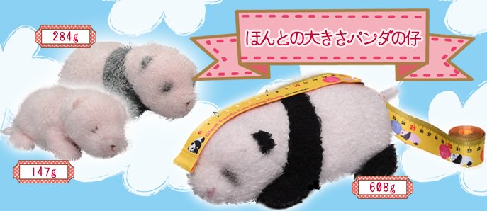 5/5子どもの日！すっかり大きくなったジャイアントパンダ