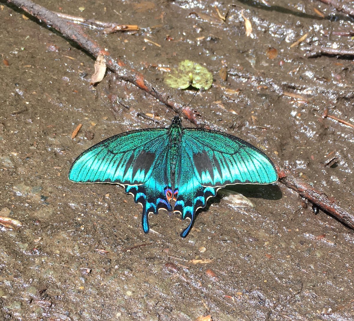北海道産みやまからす揚羽 春型 未展翅 オス300頭 北海道産みやまから