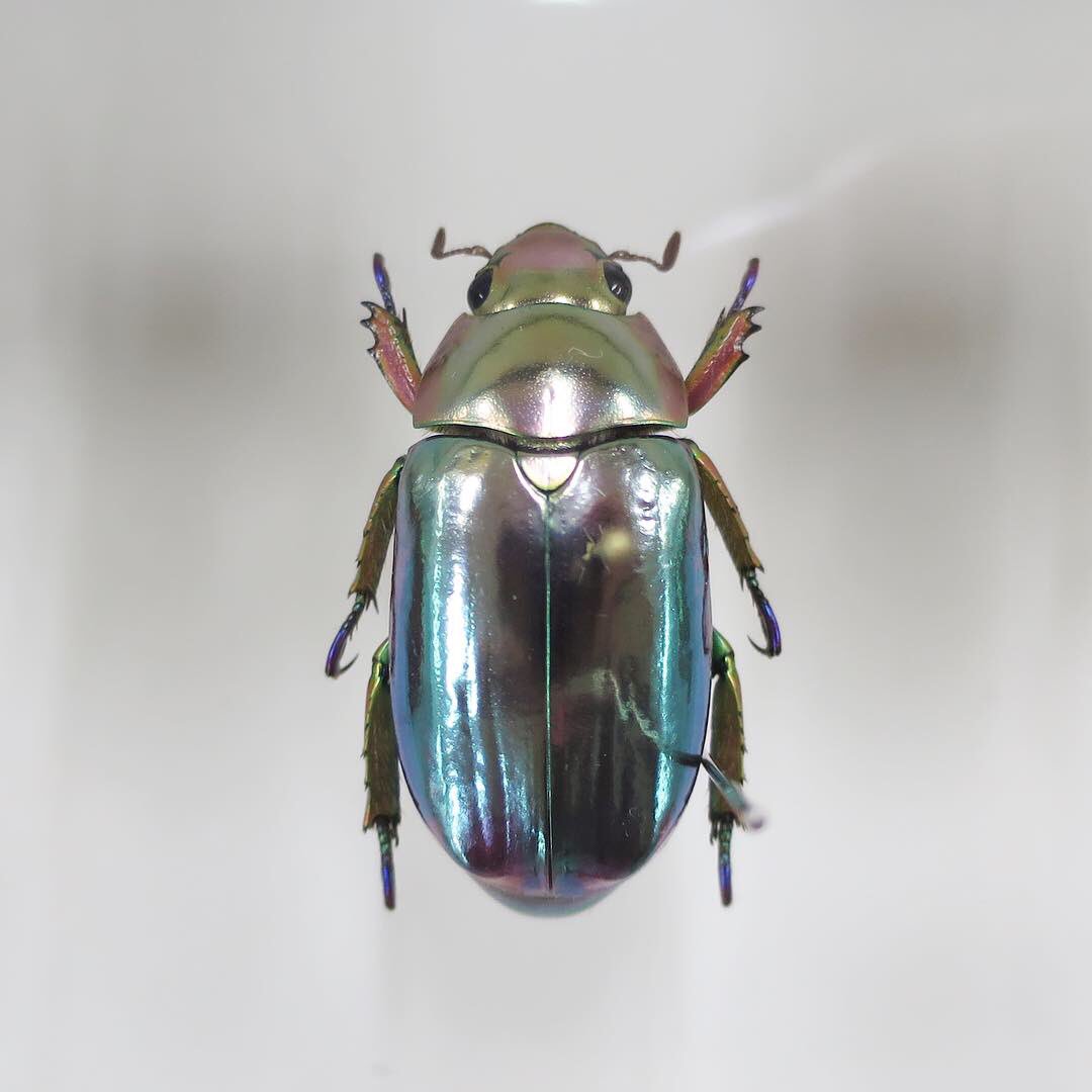 青みがかったプラチナコガネの美しさ、ミツツボアリの神秘、芸術品の