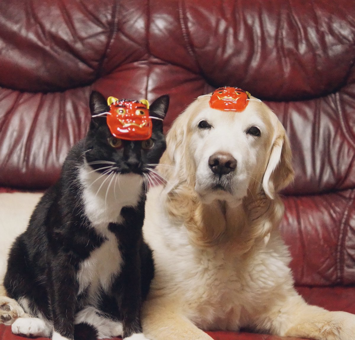 わさびちゃんち (@jessiepon) / Posts / X