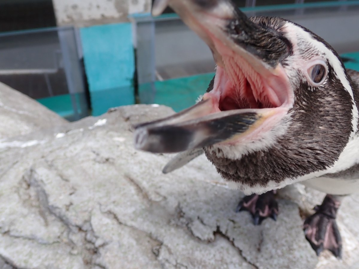 今日は、＃いい歯の日 だそうです ペンギンに歯はあると思いますか