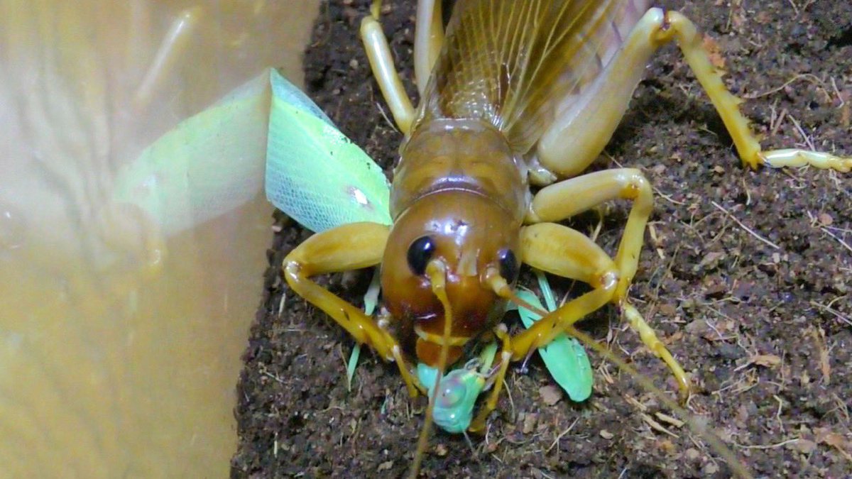 動画更新！ インドネシアの化け物コロギス、リオックにカマキリを与え