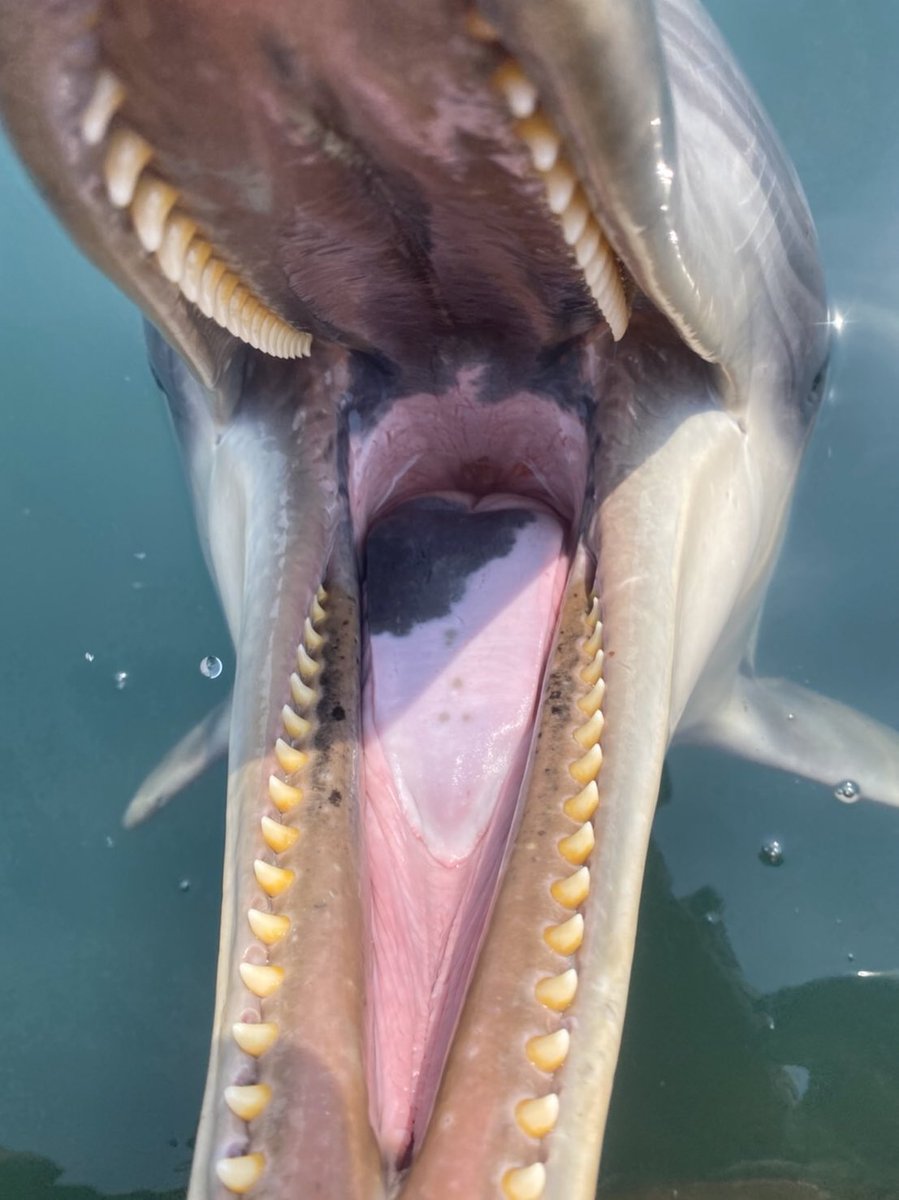 ハンドウイルカ #優くん の口の中😬 口の中には約80本くらいの鋭い歯が