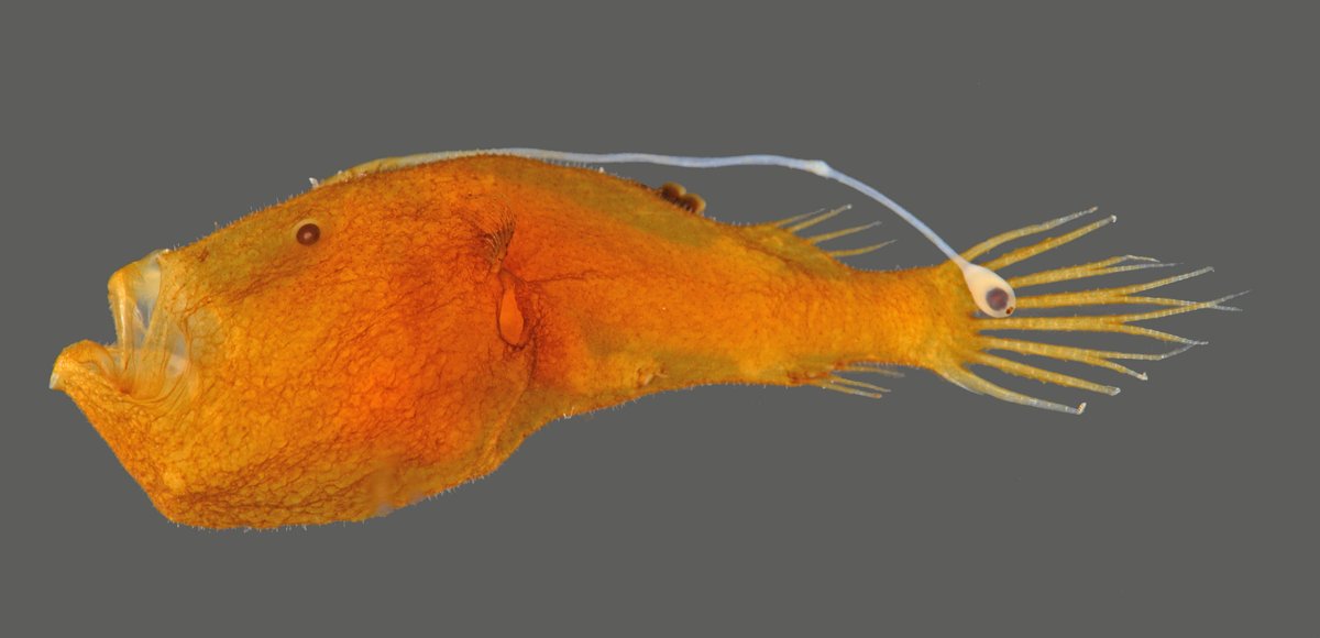 ミツクリエナガチョウチンアンコウかと思ったらエナシビワアンコウ