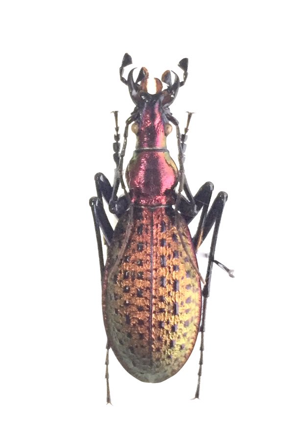 今日のオサムシ リーチホソクビナガオサムシ Carabus(Acoptolabrus