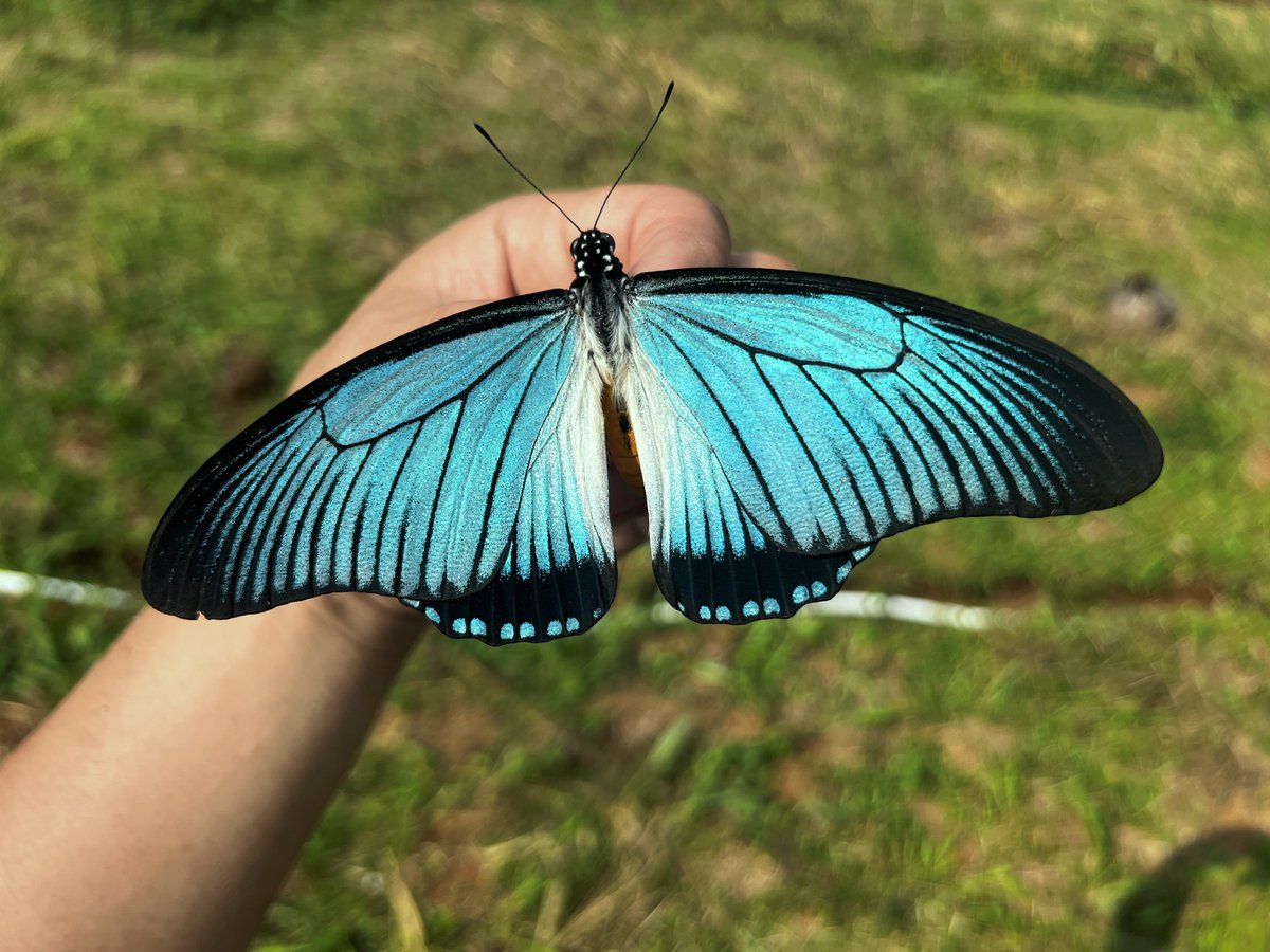 カメルーンで見たザルモクシスオオアゲハ こんな綺麗なチョウチョが