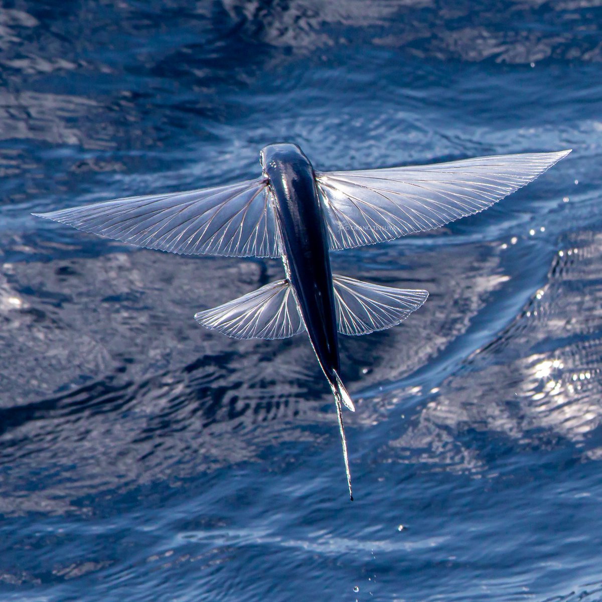 トビイカ、トビウオ写真をたくさんの方に見ていただきありがとうござい