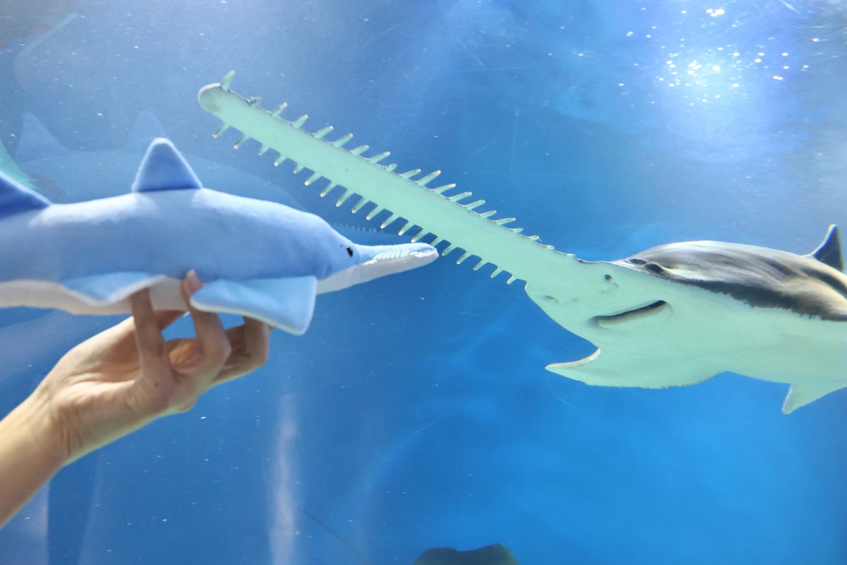 マクセル アクアパーク品川のオリジナルグッズ✨ ／ ノコギリエイの