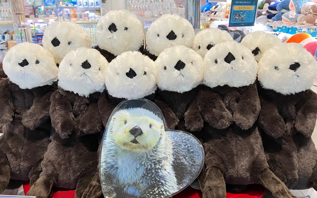 💐オリジナルラッコぬいぐるみ💐 元気に販売中です！ #マリンピア日本