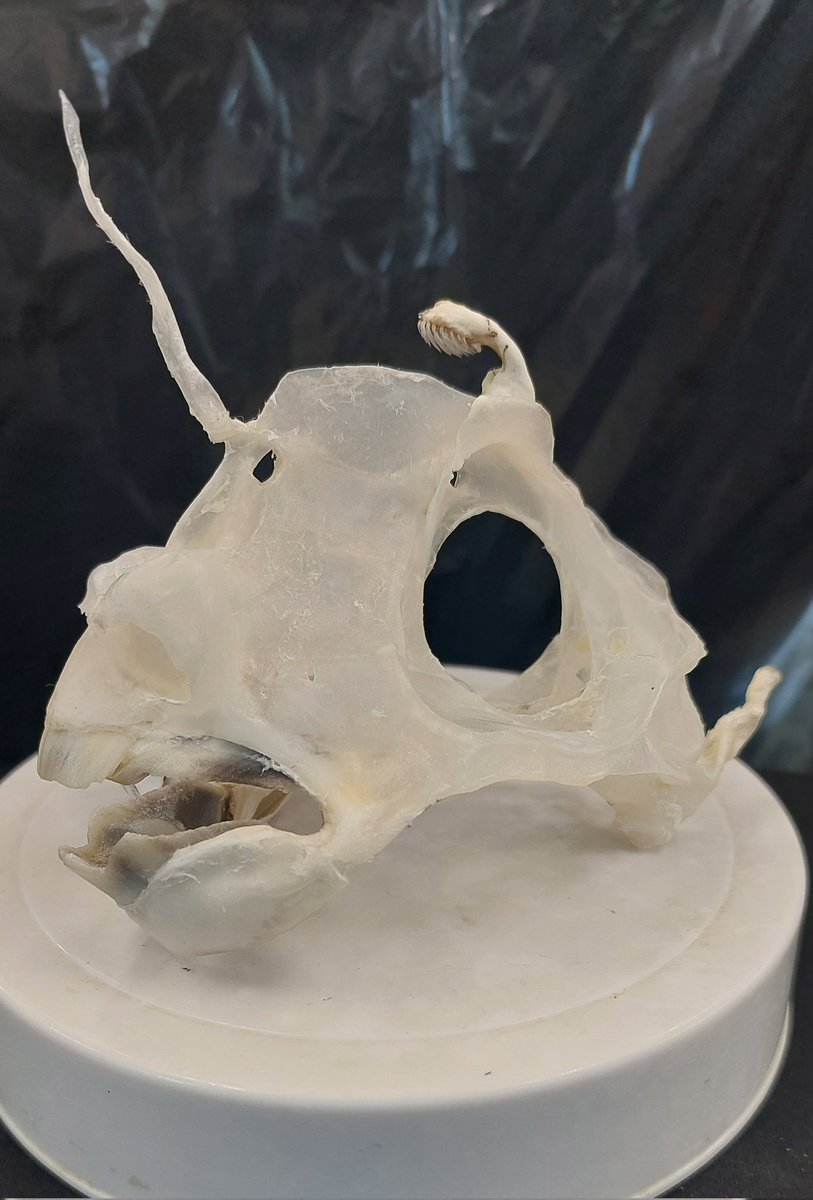 ギンザメの骨格標本が完成しました。 今回はオス個体なので頭について