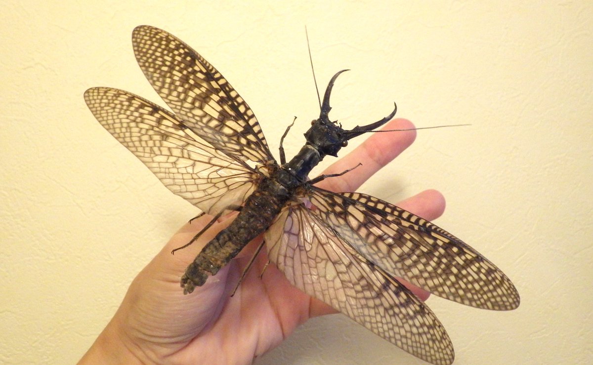 巨大！ヘビトンボ標本 15cm級 2026年最新】オオキバヘビトンボの人気